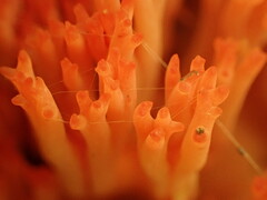 Ramaria subbotrytis
