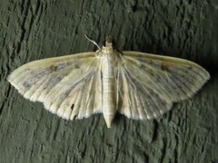 Herpetogramma aquilonalis