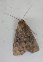 Condica