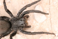 Geolycosa