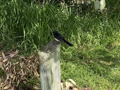 Rhipidura leucophrys