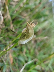 Pterostylis curta