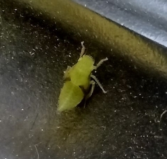 Cicadellidae