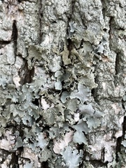 Myelochroa aurulenta