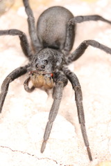Geolycosa