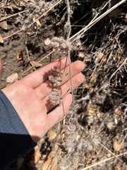 Phacelia imbricata