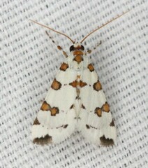 Conchylodes octonalis