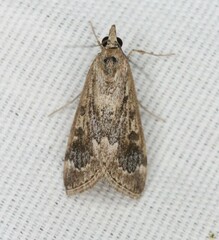 Loxostege allectalis