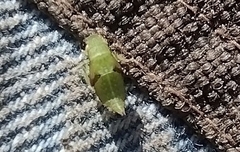 Cicadellidae