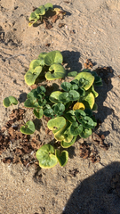 Calystegia soldanella