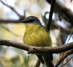 Eopsaltria australis