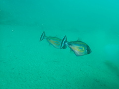 Meuschenia hippocrepis