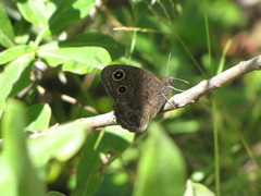 Cercyonis sthenele