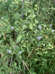 Elephantopus carolinianus