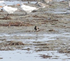 Arenaria melanocephala