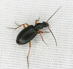 Agonum extensicolle