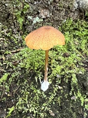 Entoloma quadratum