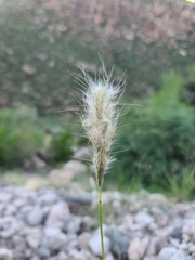 Bothriochloa barbinodis