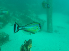 Meuschenia hippocrepis