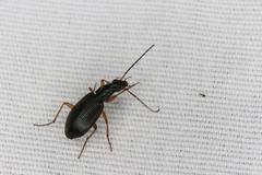 Agonum extensicolle