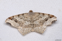 Macaria alternata