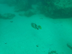 Notolabrus tetricus