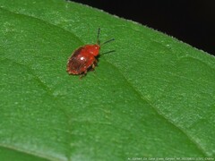 Stenotarsus blatchleyi