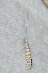 Nectopsyche exquisita