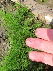 Eleocharis acicularis