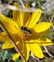 Megachile inermis