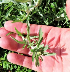 Gnaphalium uliginosum