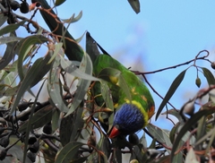 Trichoglossus moluccanus