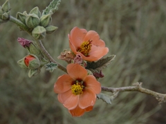 Sphaeralcea bonariensis