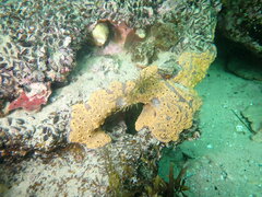 Botrylloides leachii