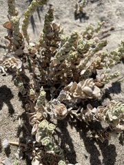 Atriplex leucophylla
