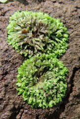 Riccia