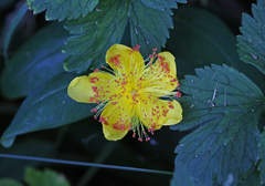 Hypericum calycinum
