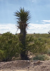 Yucca treculiana