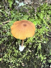 Entoloma quadratum