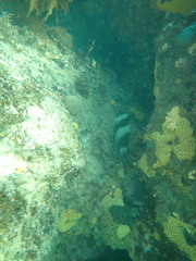 Pseudogoniistius nigripes