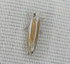 Eucosma