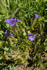 Gentianopsis holopetala