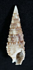 Cerithium atratum