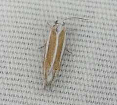 Eucosma