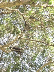 Gorsachius melanolophus