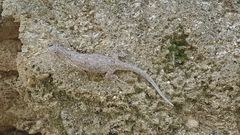 Urosaurus bicarinatus