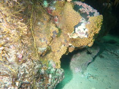 Botrylloides leachii