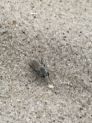 Laphystia