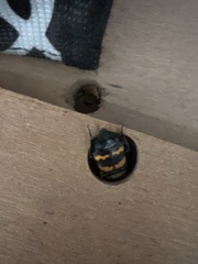 Nicrophorus tomentosus