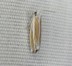 Eucosma
